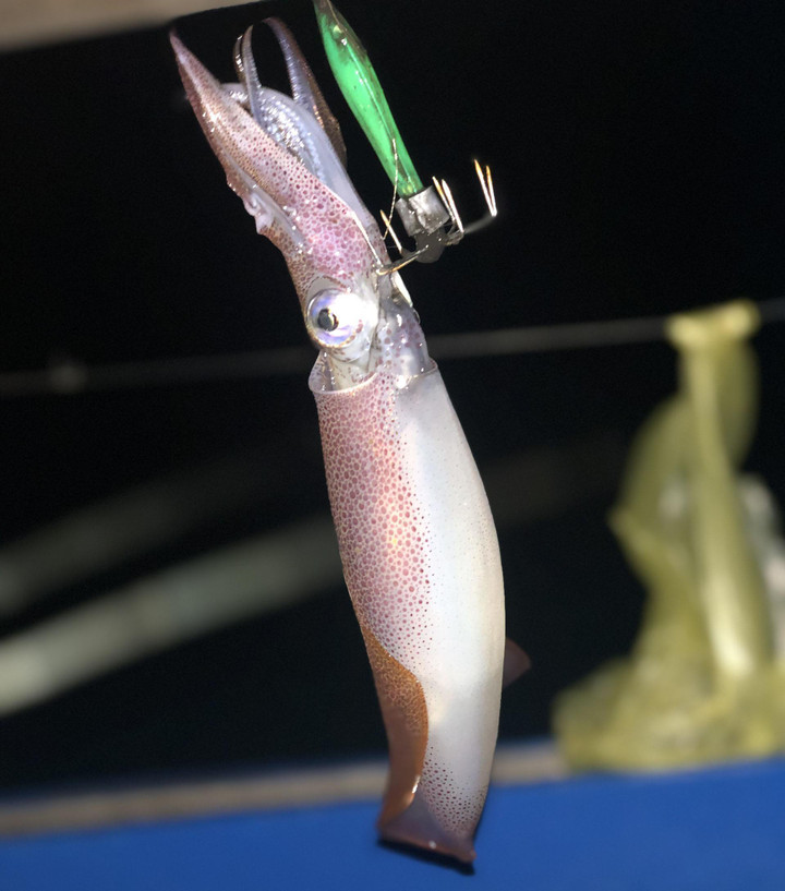 2 triệu đồng một chuyến săn mực ban đêm ở giữa vịnh Hạ Long - 9