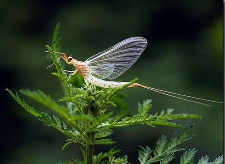 Săn 'lộc trời' ở sông Hồng vài tiếng, bán nửa triệu đồng mỗi kg - 3