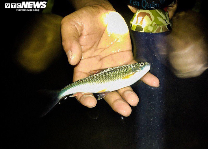 Ảnh: Nửa đêm rọi đèn, ngâm mình dưới suối săn loài cá 'điên' ở Quảng Trị - 4