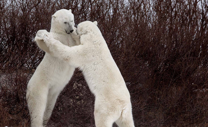 'Tình bạn' giữa động vật hoang dã hài hước đến khó đỡ hệt như phim hoạt hình - 6