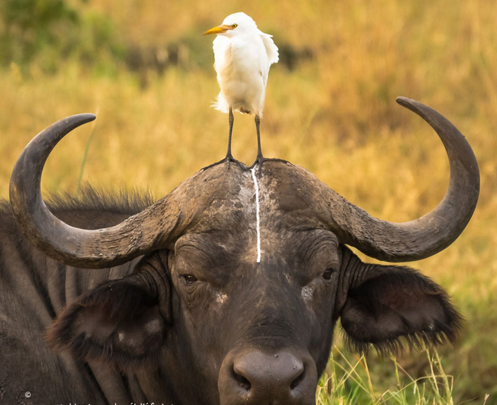 'Tình bạn' giữa động vật hoang dã hài hước đến khó đỡ hệt như phim hoạt hình - 1