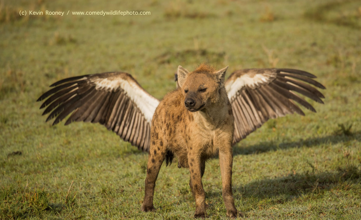 'Tình bạn' giữa động vật hoang dã hài hước đến khó đỡ hệt như phim hoạt hình - 7