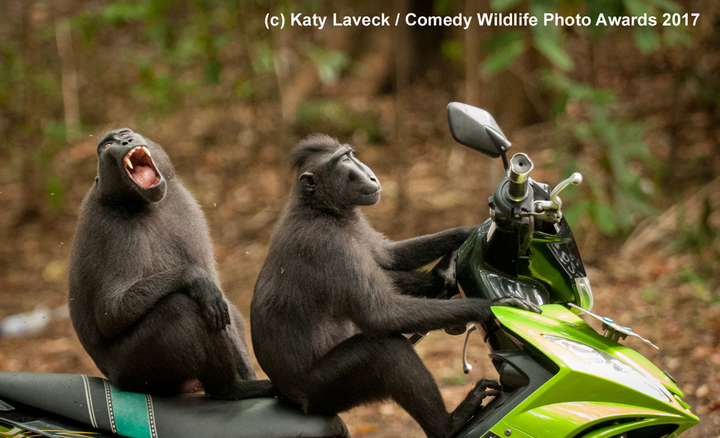 'Tình bạn' giữa động vật hoang dã hài hước đến khó đỡ hệt như phim hoạt hình - 8