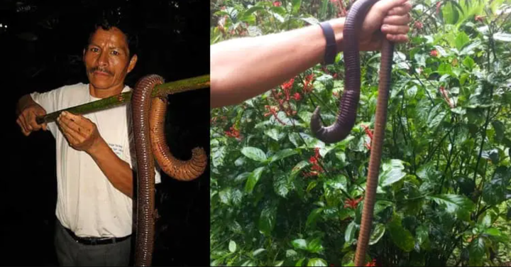 7 sinh vật kỳ lạ khiến nhiều người sẽ không tin rằng chúng thật sự tồn tại - 6