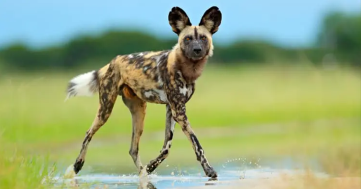 7 sinh vật kỳ lạ khiến nhiều người sẽ không tin rằng chúng thật sự tồn tại - 7