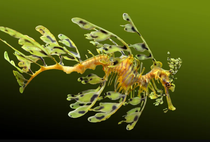 7 sinh vật kỳ lạ khiến nhiều người sẽ không tin rằng chúng thật sự tồn tại - 2