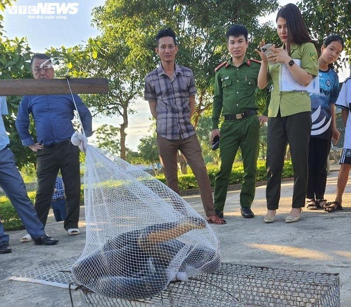 Rắn hổ mang chúa dài hơn 3m chui vào trường học ở Hà Tĩnh - 2