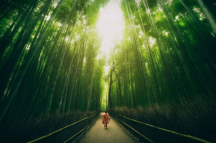 Khu rừng đẹp bậc nhất thế giới, nơi không máy ảnh nào tả hết được sự hấp dẫn - 9