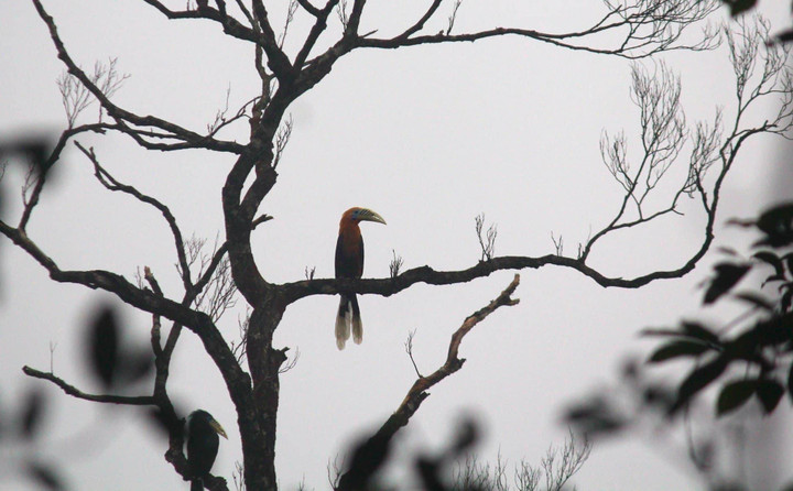 Vẻ nguyên sơ tại khu rừng Việt Nam đầu tiên tìm thấy ‘kỳ lân châu Á’ - sao la - 7