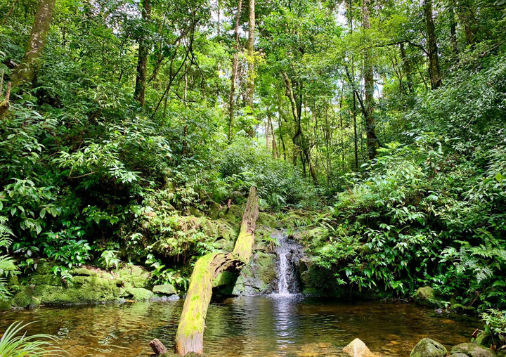Vẻ nguyên sơ tại khu rừng Việt Nam đầu tiên tìm thấy ‘kỳ lân châu Á’ - sao la - 9