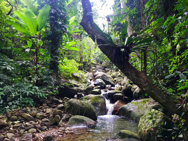 Vẻ nguyên sơ tại khu rừng Việt Nam đầu tiên tìm thấy ‘kỳ lân châu Á’ - sao la - 8