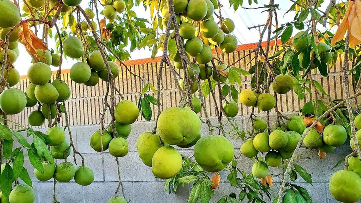 Loại trái cây độc đáo có vị béo ngọt như bánh kem, giá vài trăm nghìn đồng/quả - 2