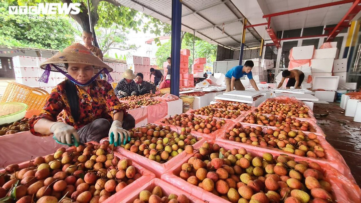 326 thương nhân Trung Quốc đến Bắc Giang thu mua vải thiều năm 2022 - 1