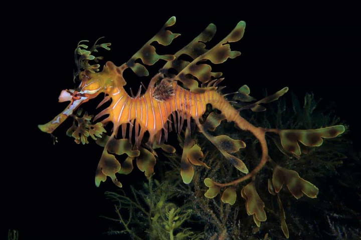 Những sự thật thú vị về đại dương có thể bạn chưa biết - 5