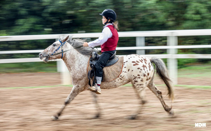 Người Hà Nội chi tiền triệu học cưỡi ngựa phong cách châu Âu - Ảnh 7. Người Hà Nội chi tiền triệu học cưỡi ngựa chuẩn phong cách châu Âu - 7