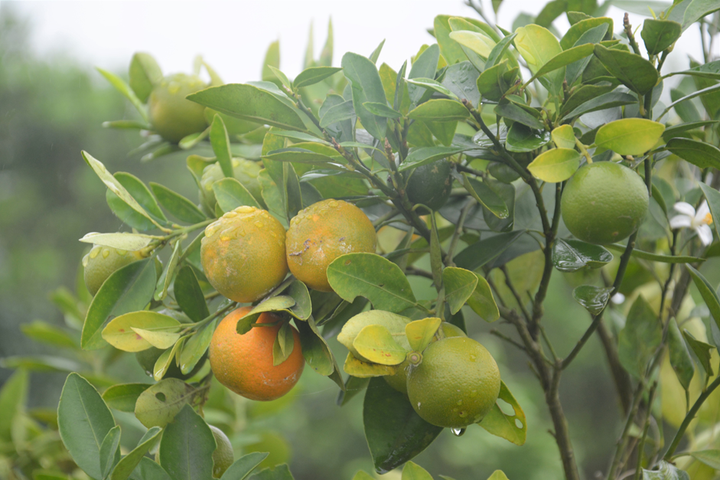 Ích Nhi đồng hành cùng nông dân phát triển dược liệu sạch - xanh - bền vững - 2