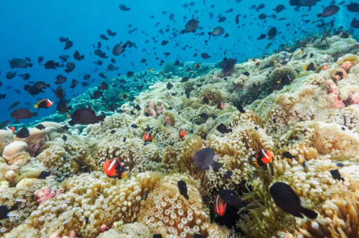 Kinh ngạc với 3 cái nhất ở đất nước Timor Leste ít người biết đến - 6