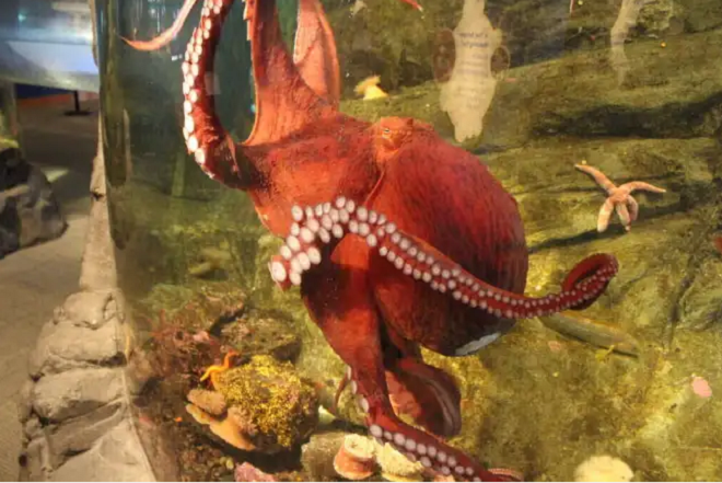 Lý do không ngờ về hành vi phát điên, tự sát sau giao phối của bạch tuộc cái - 1