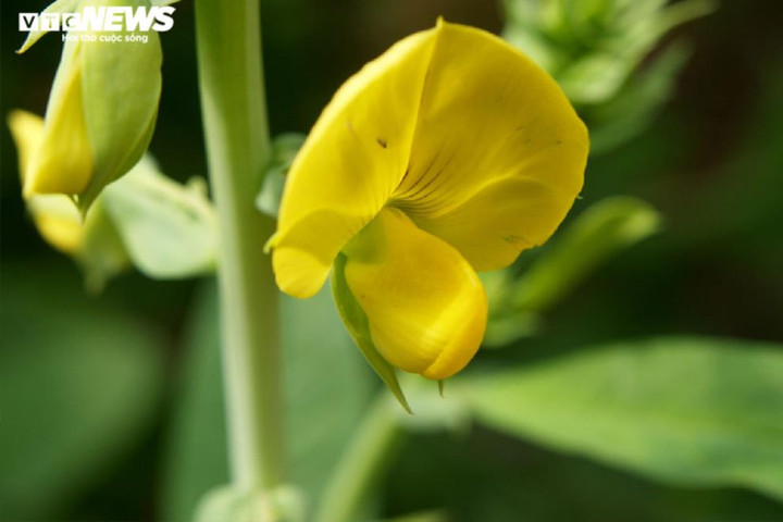 Chàng sinh viên Đà Lạt làm trà giảm stress bằng loại cây dại - 3