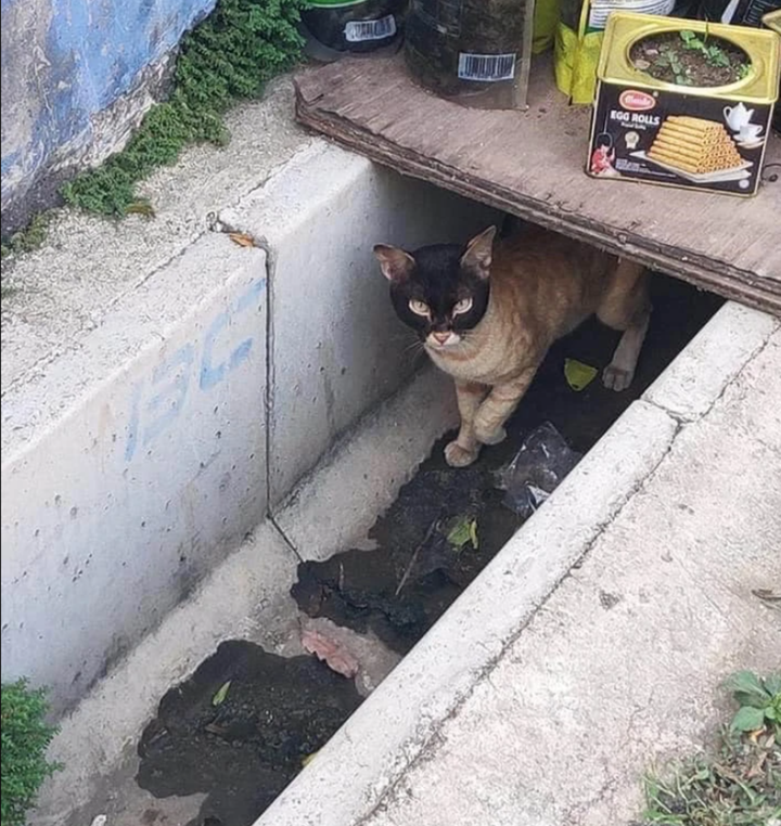 Những chú mèo sở hữu bộ lông có 1-0-2 chứng minh tạo hóa cũng thích đùa - 3