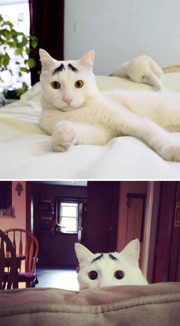 Những chú mèo sở hữu bộ lông có 1-0-2 chứng minh tạo hóa cũng thích đùa - 7