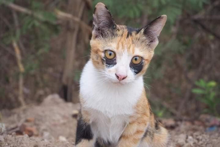 Những chú mèo sở hữu bộ lông có 1-0-2 chứng minh tạo hóa cũng thích đùa - 1