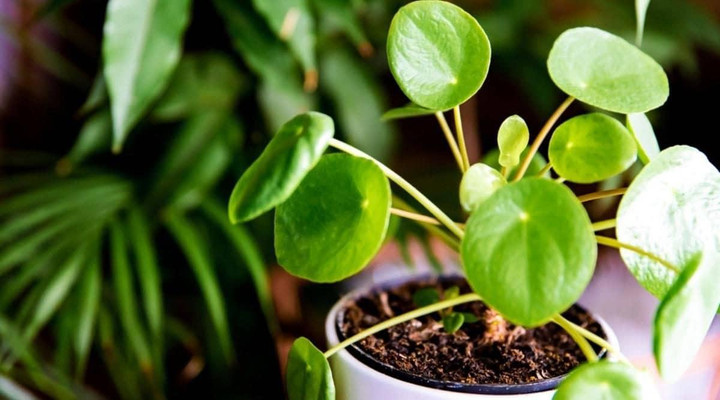 8 loại cây cảnh trong nhà thích hợp với người lười và bận - 8