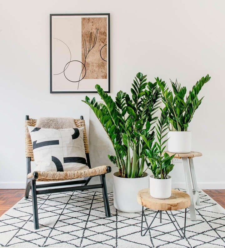 8 loại cây cảnh trong nhà thích hợp với người lười và bận - 13