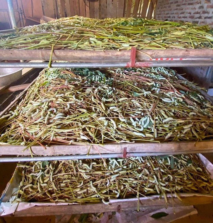 Nuôi loài đặc sản ghê rợn, ăn lãi gấp 10 lần chỉ chưa đầy 1 tháng - 2