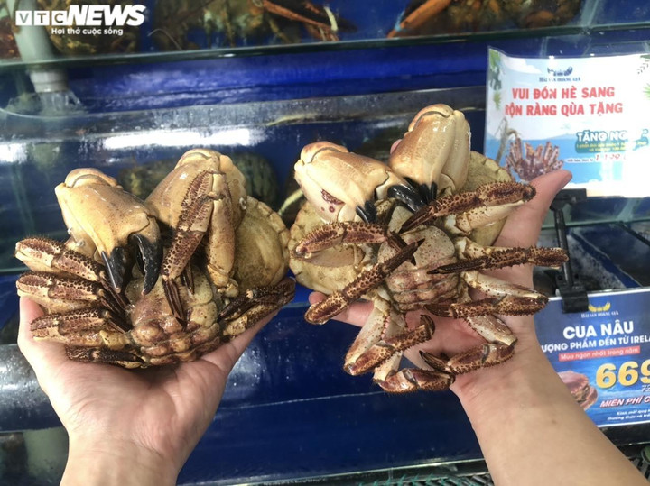 Cua 'siêu gạch' Châu Âu đổ bộ Việt Nam, giá rẻ hơn cua nội - 3