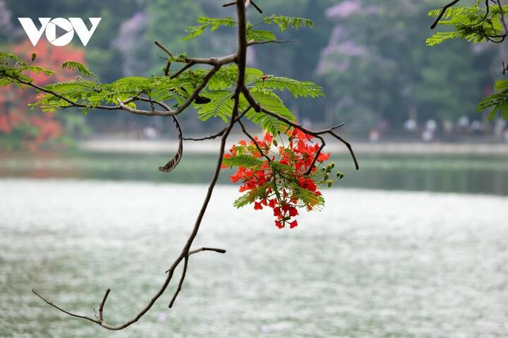 Ảnh: Vẻ đẹp phố Hà Nội trong mùa hoa phượng nở - 6