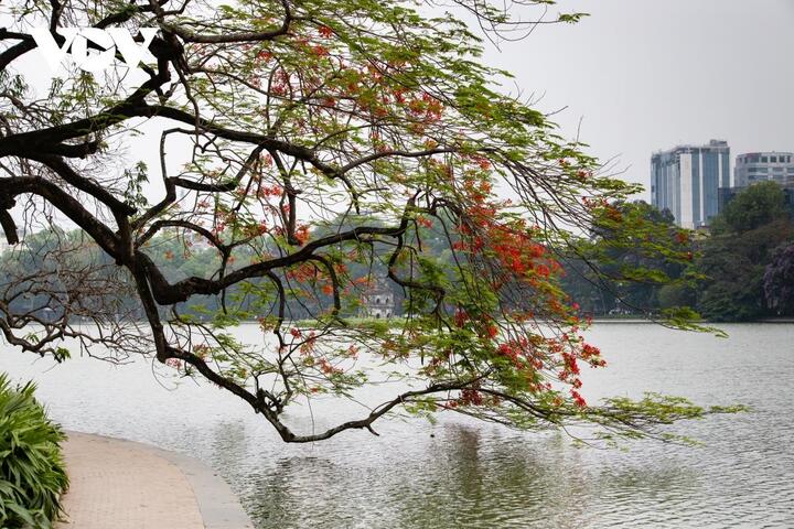 Ảnh: Vẻ đẹp phố Hà Nội trong mùa hoa phượng nở - 8