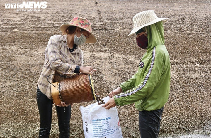 Ảnh: Dầm mình dưới nước mưu sinh bằng nghề mò ốc, cào hến - 9