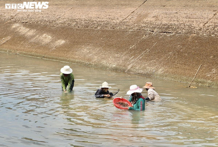 Ảnh: Dầm mình dưới nước mưu sinh bằng nghề mò ốc, cào hến - 1