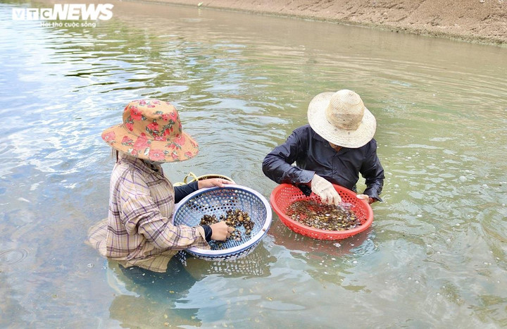 Ảnh: Dầm mình dưới nước mưu sinh bằng nghề mò ốc, cào hến - 5