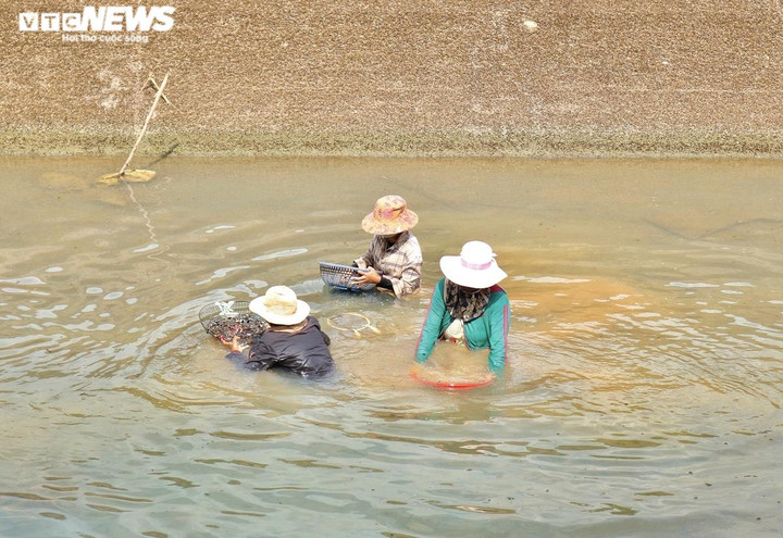 Ảnh: Dầm mình dưới nước mưu sinh bằng nghề mò ốc, cào hến - 2