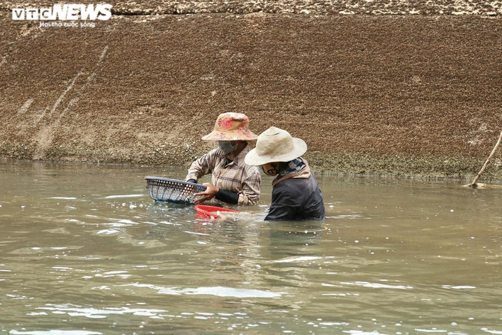 Ảnh: Dầm mình dưới nước mưu sinh bằng nghề mò ốc, cào hến - 4