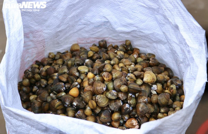 Ảnh: Dầm mình dưới nước mưu sinh bằng nghề mò ốc, cào hến - 7