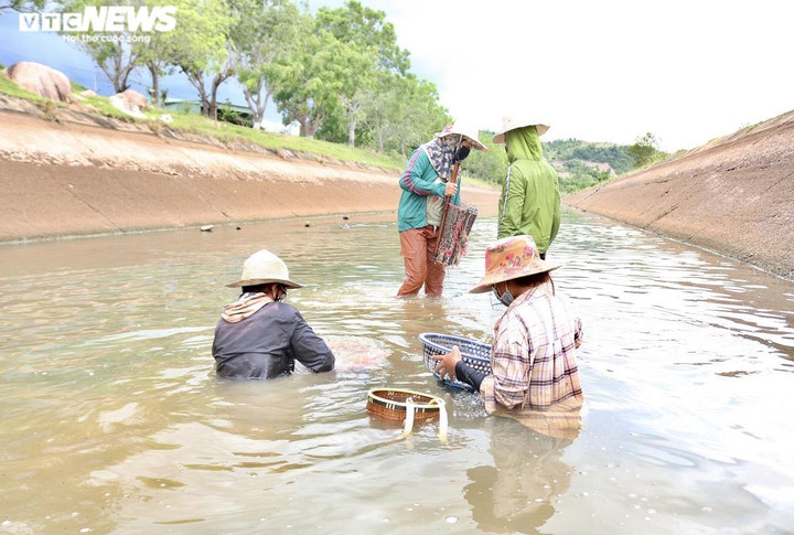 Ảnh: Dầm mình dưới nước mưu sinh bằng nghề mò ốc, cào hến - 3