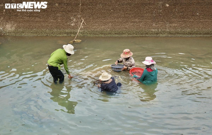 Ảnh: Dầm mình dưới nước mưu sinh bằng nghề mò ốc, cào hến - 12
