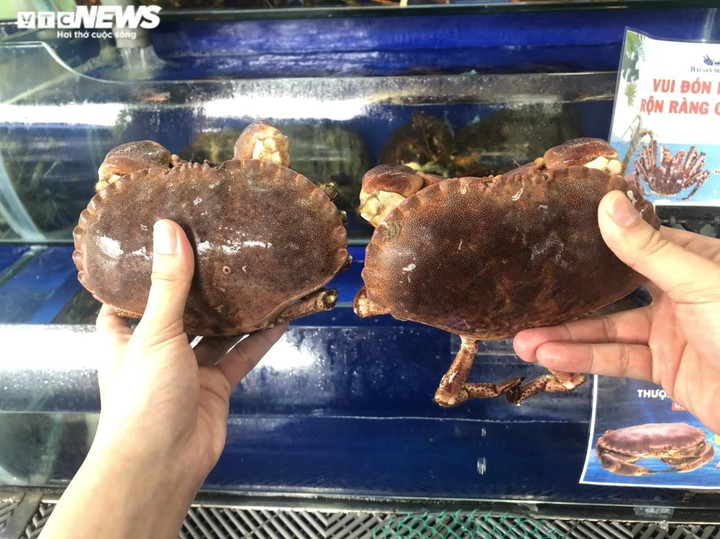 Cua 'siêu gạch' Châu Âu đổ bộ Việt Nam, giá rẻ hơn cua nội - 2