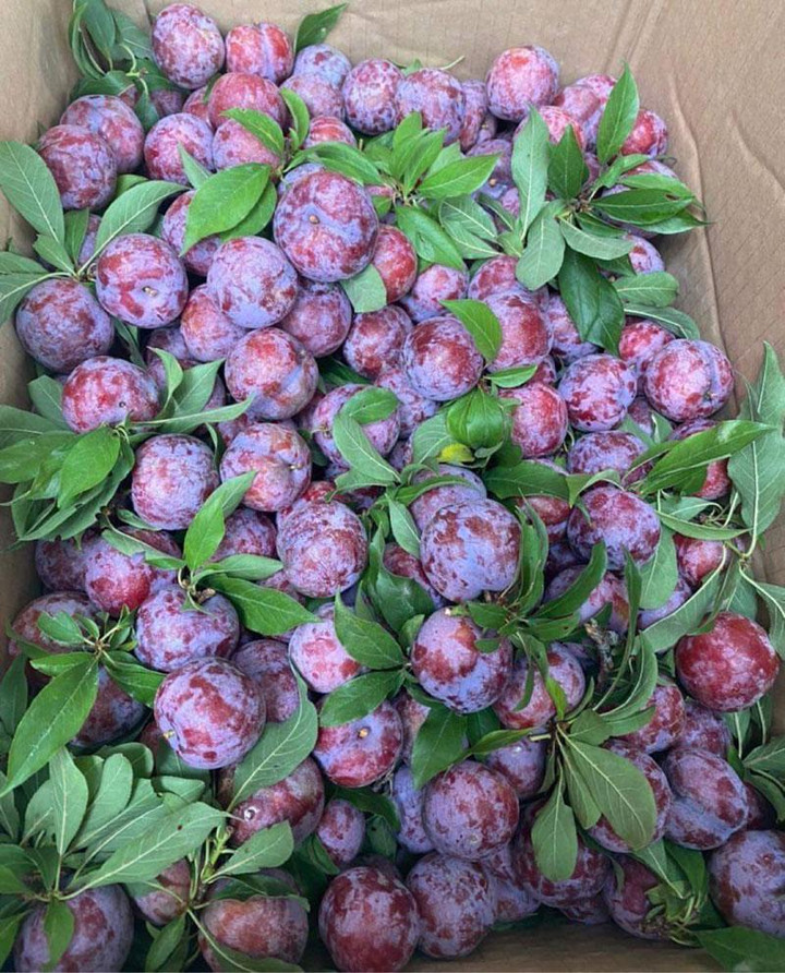 Chỉ trồng một nơi duy nhất mận ‘cherry Việt Nam' siêu đắt khách - 3