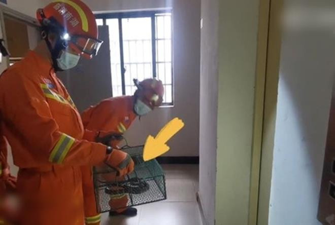 Đang ngủ thấy vướng chân, kinh hoàng phát hiện rắn cực độc trong chăn - 2