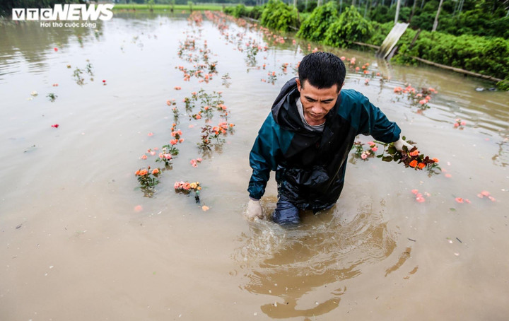 Mưa lớn khiến 8 người thương vong, gần 20.000 ha lúa và hoa màu bị ngập - 1