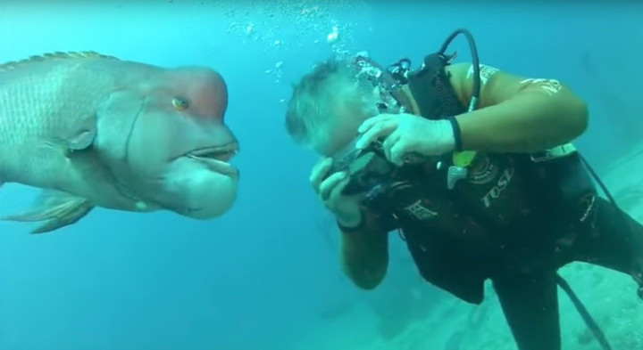 Tình bạn khó tin gần 30 năm của cụ ông và 1 chú cá thu hút khách đến xem tận mắt - 6