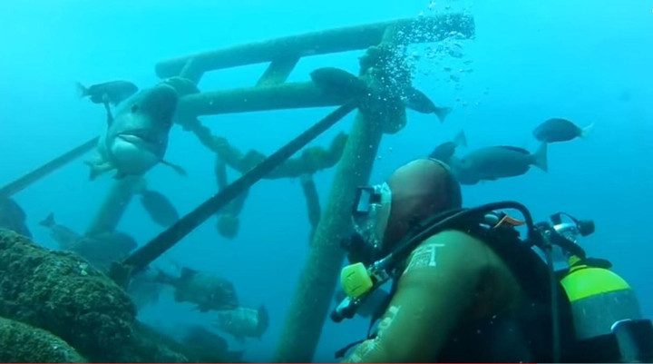 Tình bạn khó tin gần 30 năm của cụ ông và 1 chú cá thu hút khách đến xem tận mắt - 4