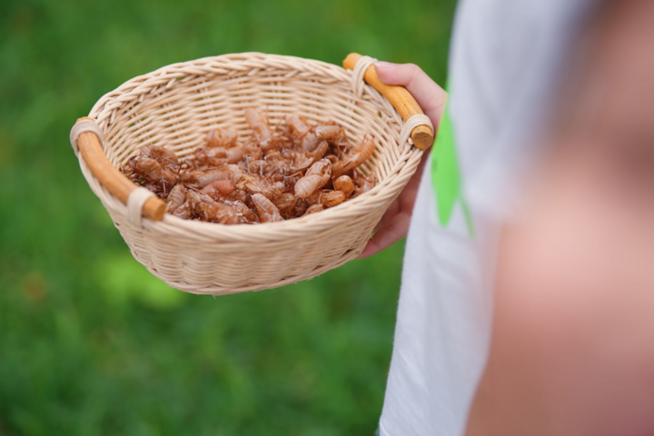 Trẻ con Ecopark có tuổi thơ của 'thời ông bà, cha mẹ' - 7