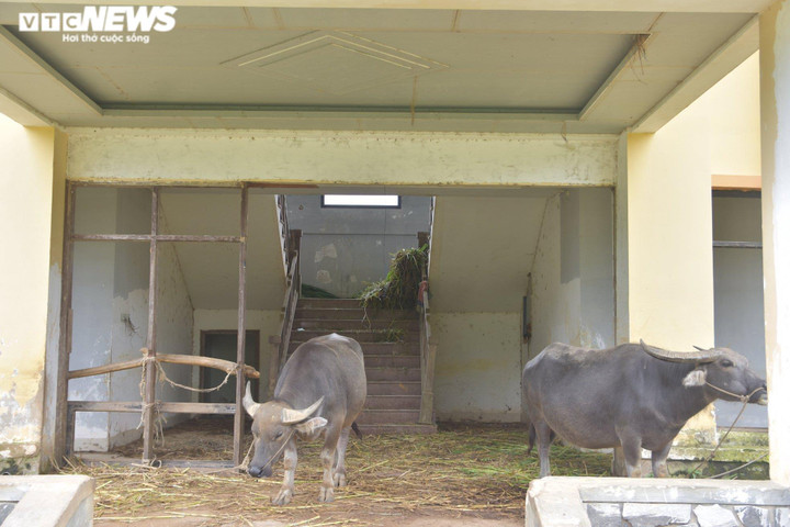 Ảnh: Những dự án cả thập kỷ bỏ hoang thành nơi chăn trâu, bò ở Huế và Quảng Trị - 5