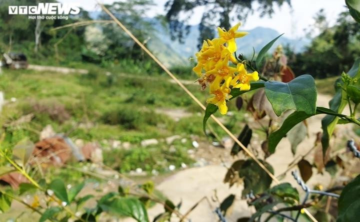 Buồn chuyện gia đình và kết quả học tập, nam sinh lớp 10 ăn lá ngón tự tử - 1