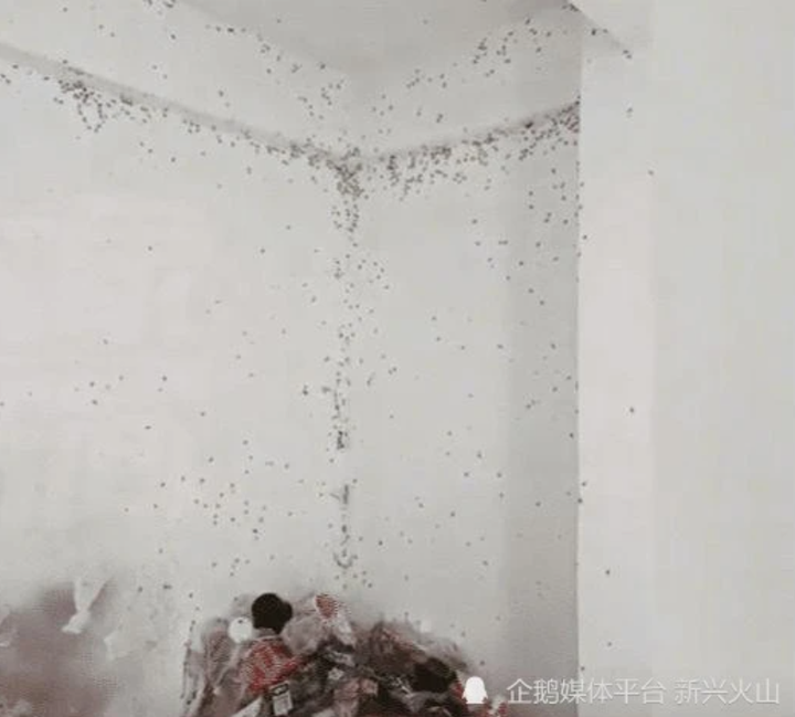 Phát hiện mùi hôi và nhiều gián bò ra từ căn hộ, mở cửa ra ai nấy đều thất kinh - 2